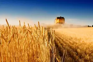آغاز خرید تضمینی گندم در خراسان جنوبی